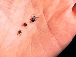 All size deer ticks can spread Lyme Disease - nymph to adult.