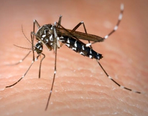 The Asian Tiger mosquito is colored like it's namesake: the tiger.