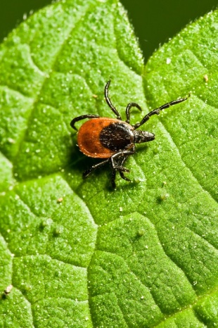 One tiny tick can mean big trouble!