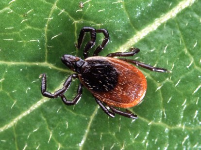 The Ixodes scapularis tick (AKA the blacklegged tick or deer tick) carries the bacterium that causes Lyme Disease which is called Borrelia burgdorferi .