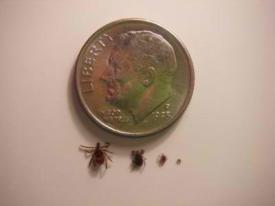 All size deer ticks can transmit disease.