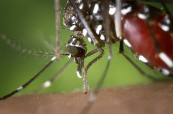 the bloodthirsty asian tiger mosquito