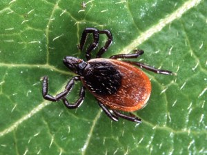 deer tick control and prevention in Rockville MD