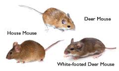 Various types of mice.