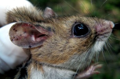 Notice this white-footed mouse is covered with nymph ticks