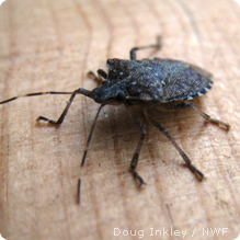 Brown Marmorated Stink Bug. Photo courtesy of the  National Wildlife Federation.