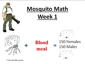 mosquito math week 1
