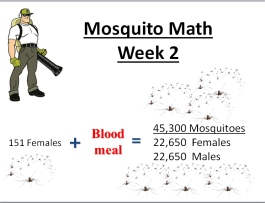 mosquito math week 2