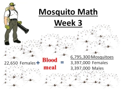 mosquito math week 3