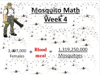 mosquito math week 4
